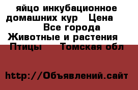 яйцо инкубационное домашних кур › Цена ­ 25 - Все города Животные и растения » Птицы   . Томская обл.